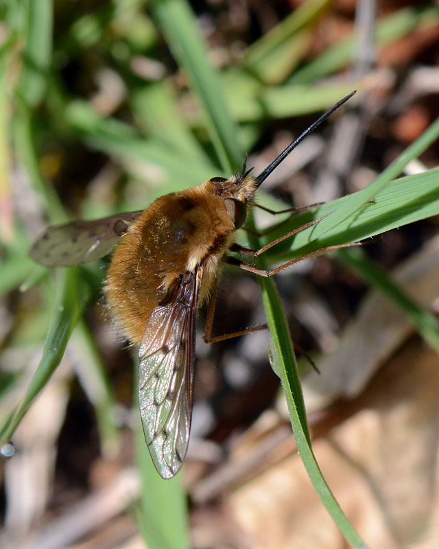 Bombyliidae in esame